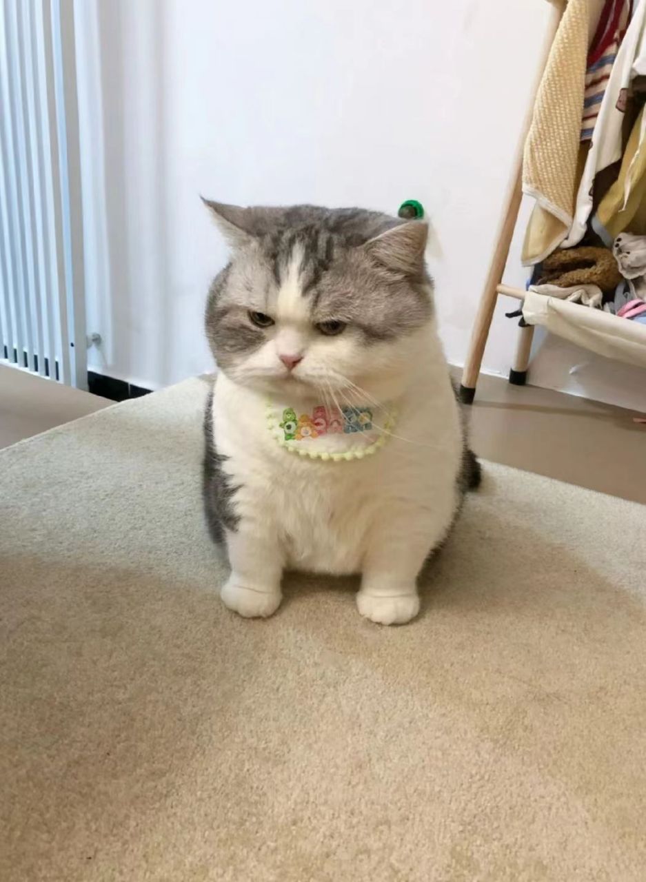 它怎么气鼓鼓的?难道是因为我没给它买猫条?