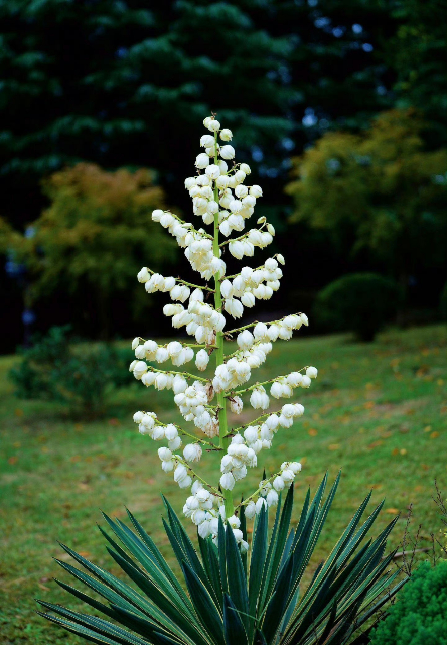 凤尾兰是一种很古老很古老很古老的神奇植物.