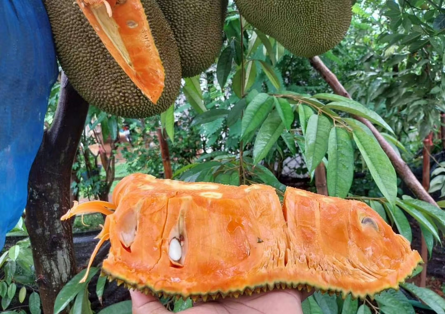 泰12红肉菠萝蜜 ,满大街的菠萝蜜和芒果树,早晨的风,早晨空气,更喜欢