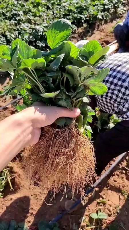 天仙醉草莓苗繁育基地起苗现场