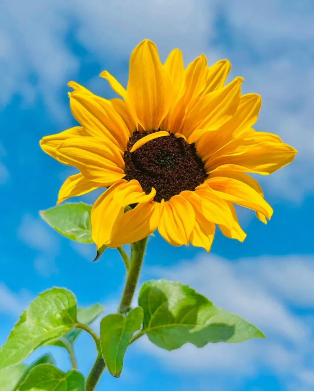 还是喜欢向日葵,又好看又好吃,你呢?