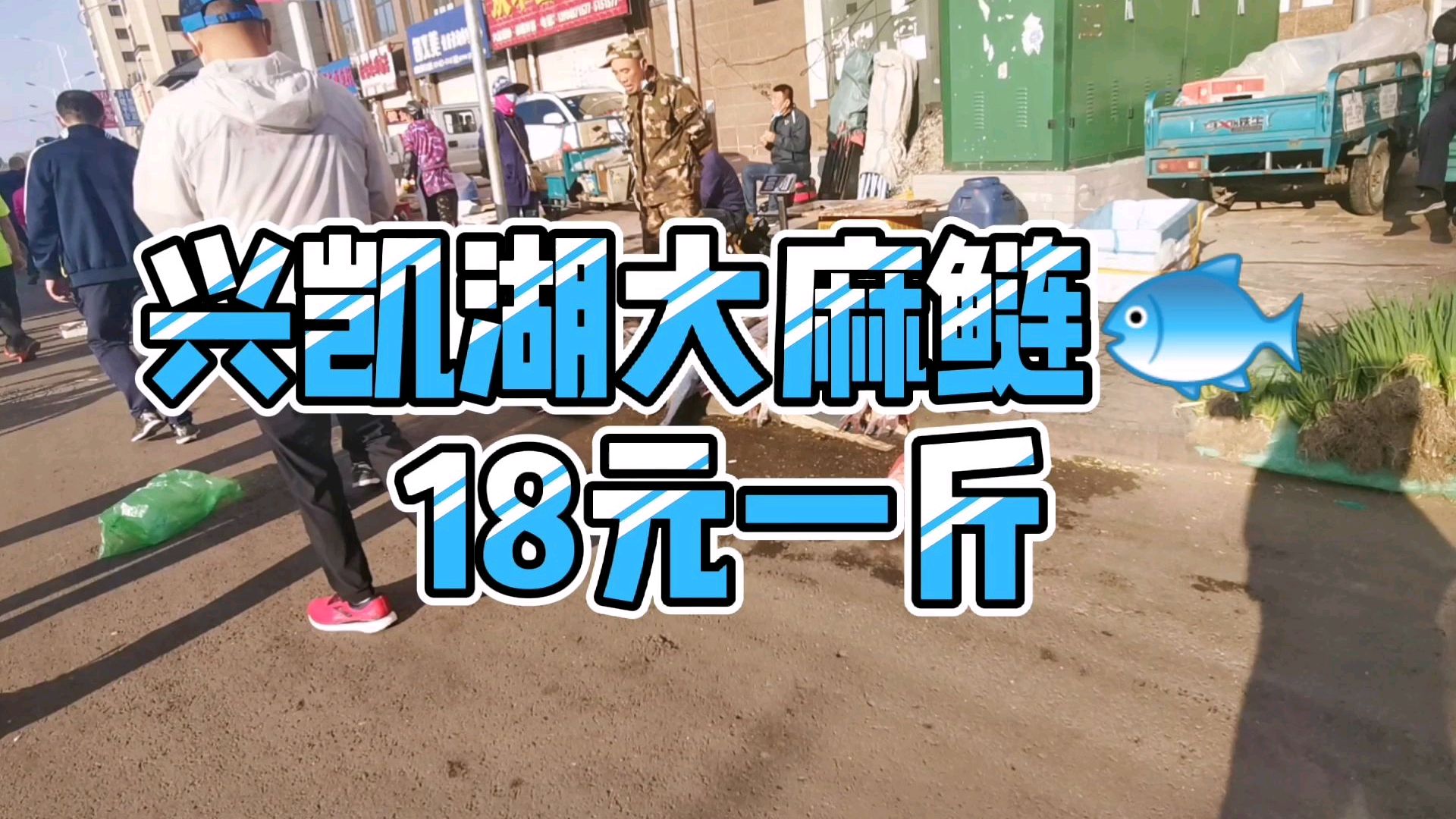 兴凯湖纯麻鲢鱼18元一斤,马上禁渔期了,买点吃