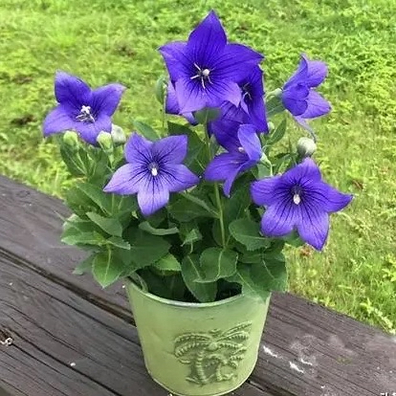 中华桔梗的养殖方法和注意事项  大家好,我今天要和大家分享的是中华