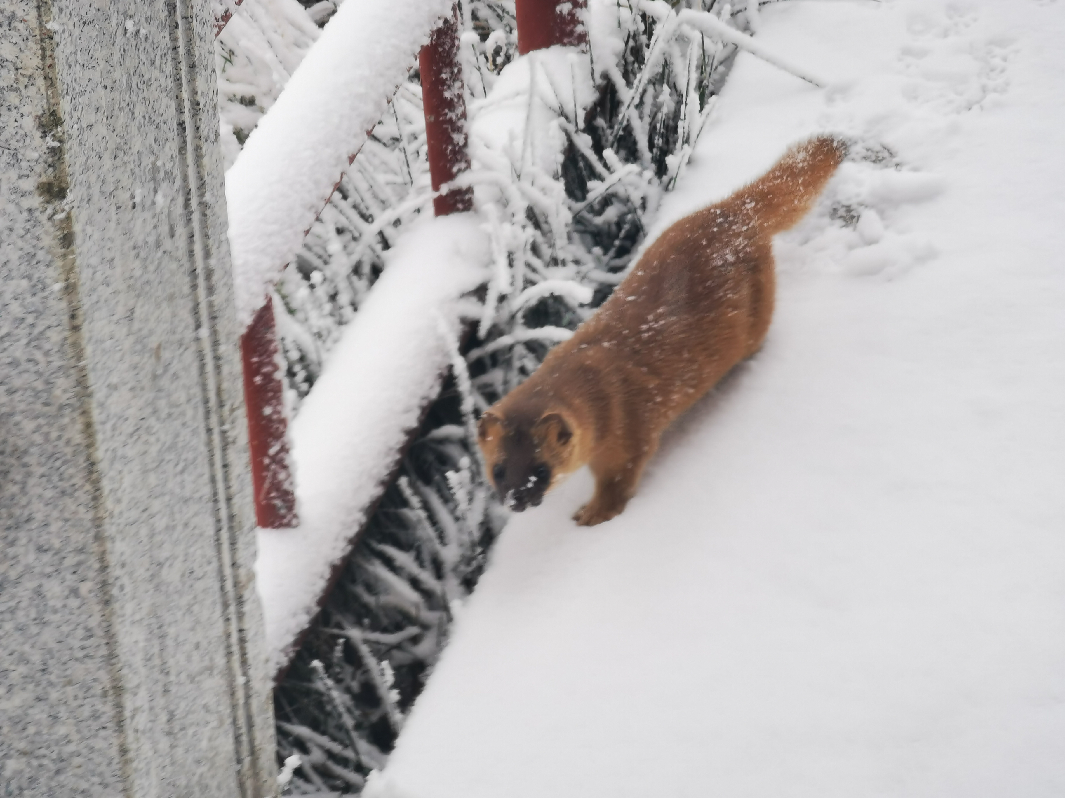 降温的美好就是峨眉山下雪啦!