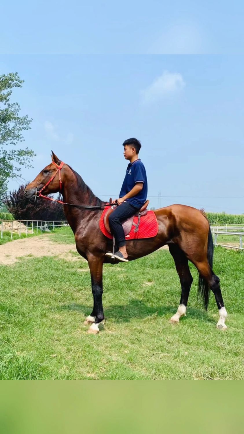 赤兔马汗血宝马