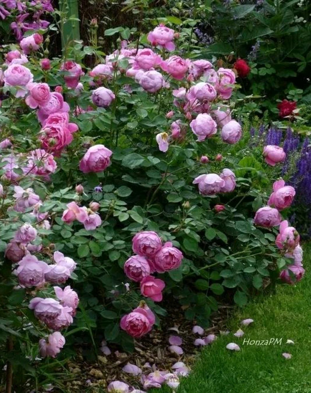 奥斯汀经典"皇家庆典(royal jubilee)"