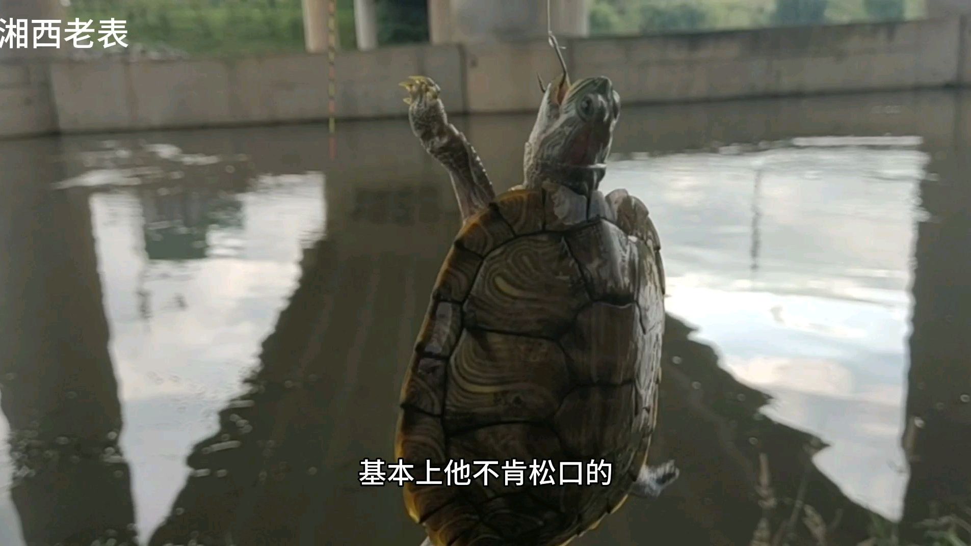 小伙钓鱼钓到万年龟,看到龟壳上的“字”不对劲,果断放生了