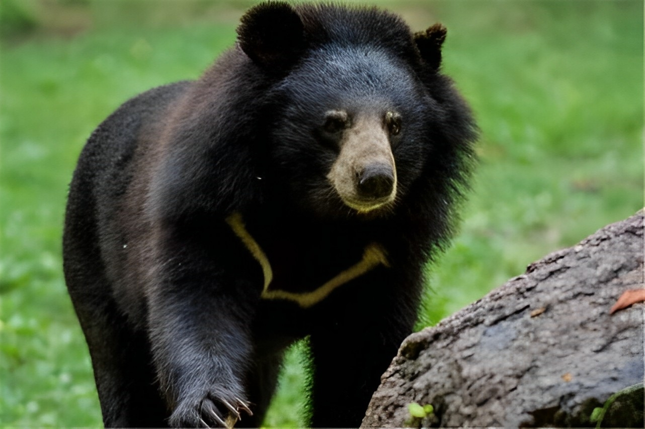 2010年,湖北一头野生黑熊意外踩到捕兽夹,有关部门紧急展开救援