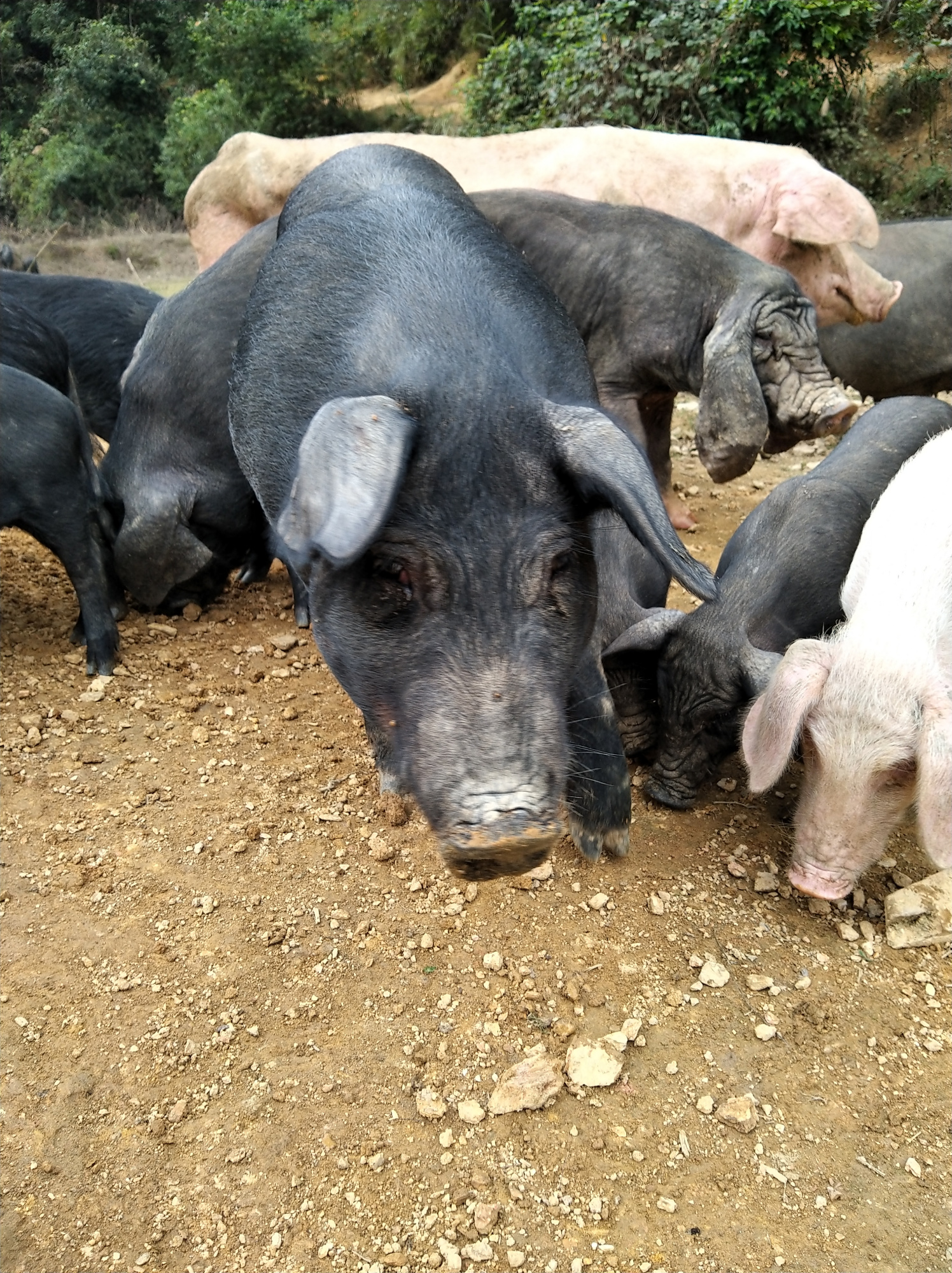 大山里的黑山土猪