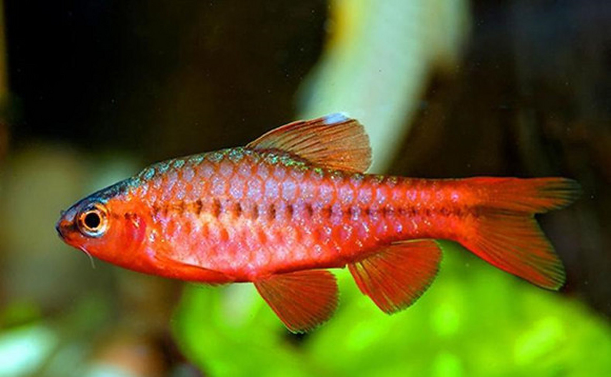 观赏鱼# 樱桃无须魮(学名:puntius titteya)是鲤形目,鲤科,无须魮属