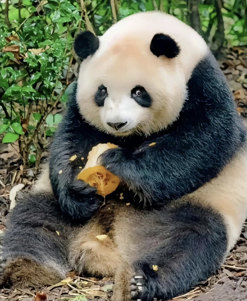 大熊猫肉肉是一只体型庞大的熊猫,在体重上有着惊人的300斤.