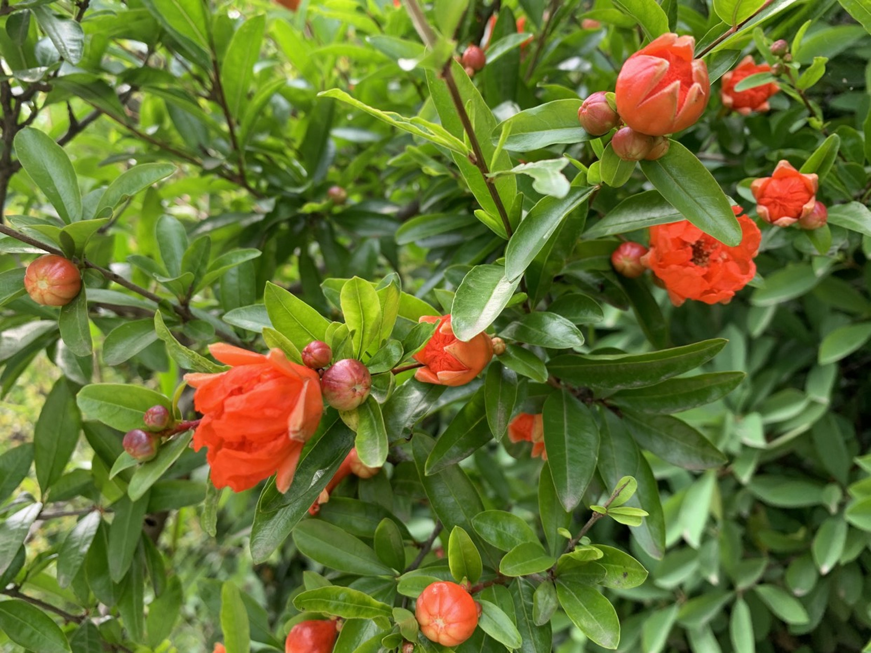 石榴花什么时候开花(石榴花什么时候开花季节)