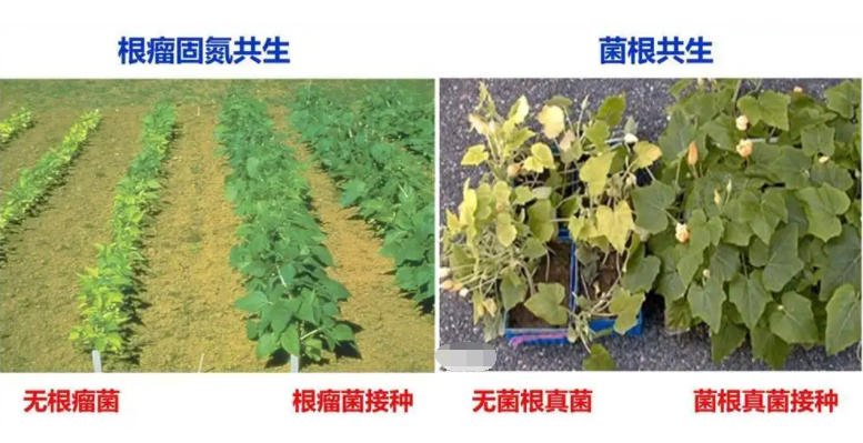 豆科植物固氮原理是什么