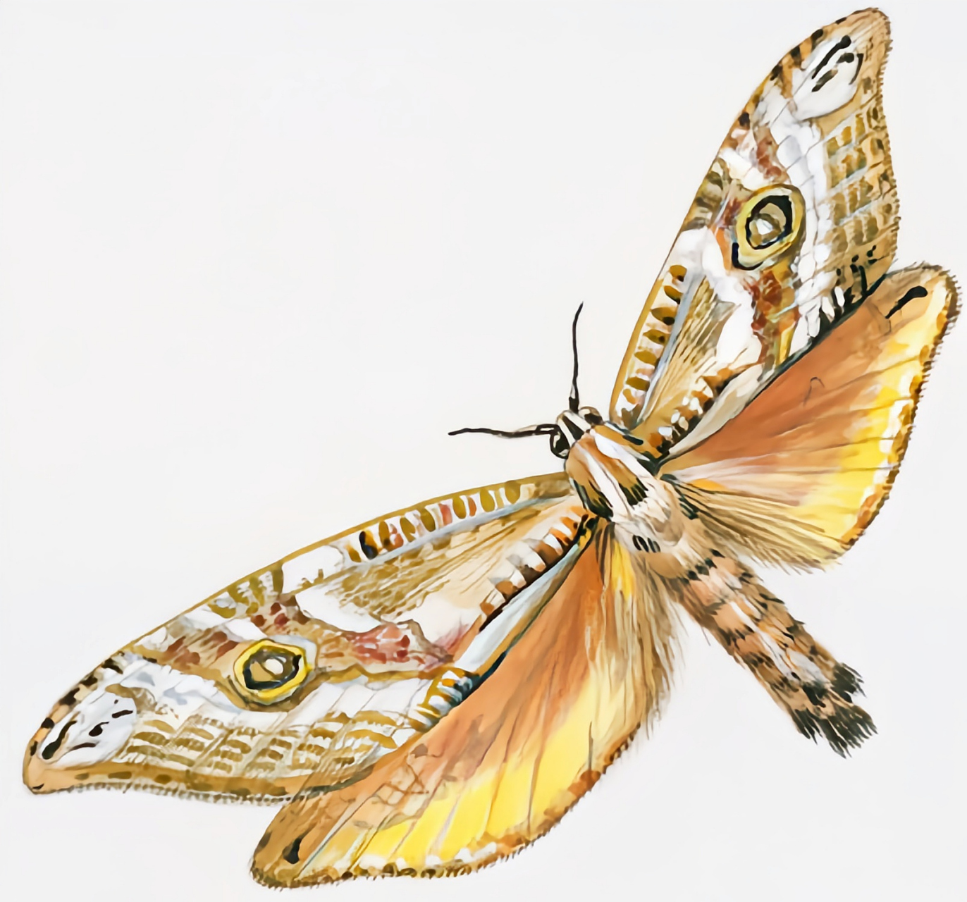 每天认识一种昆虫——虫草蝙蝠蛾 说到虫草蝙蝠蛾大家比较陌生,它是鼎