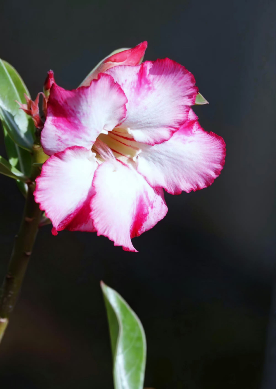 单瓣沙漠玫瑰,阳光很暖  ,微风很甜 , 万物可爱  ,人间值得!