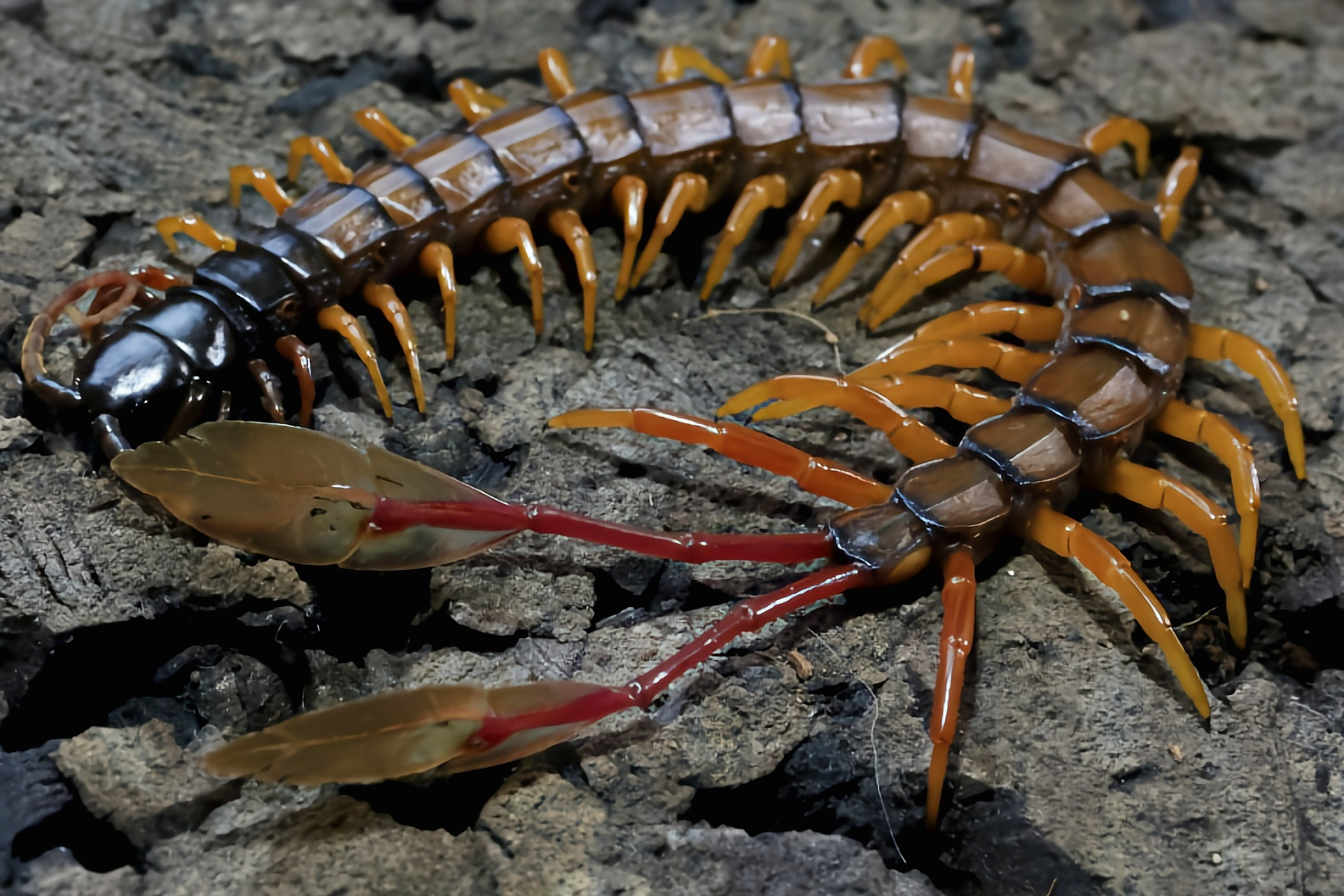 每天认识一种动物——羽毛尾蜈蚣 羽毛尾蜈蚣原产于非洲西部坦桑尼亚