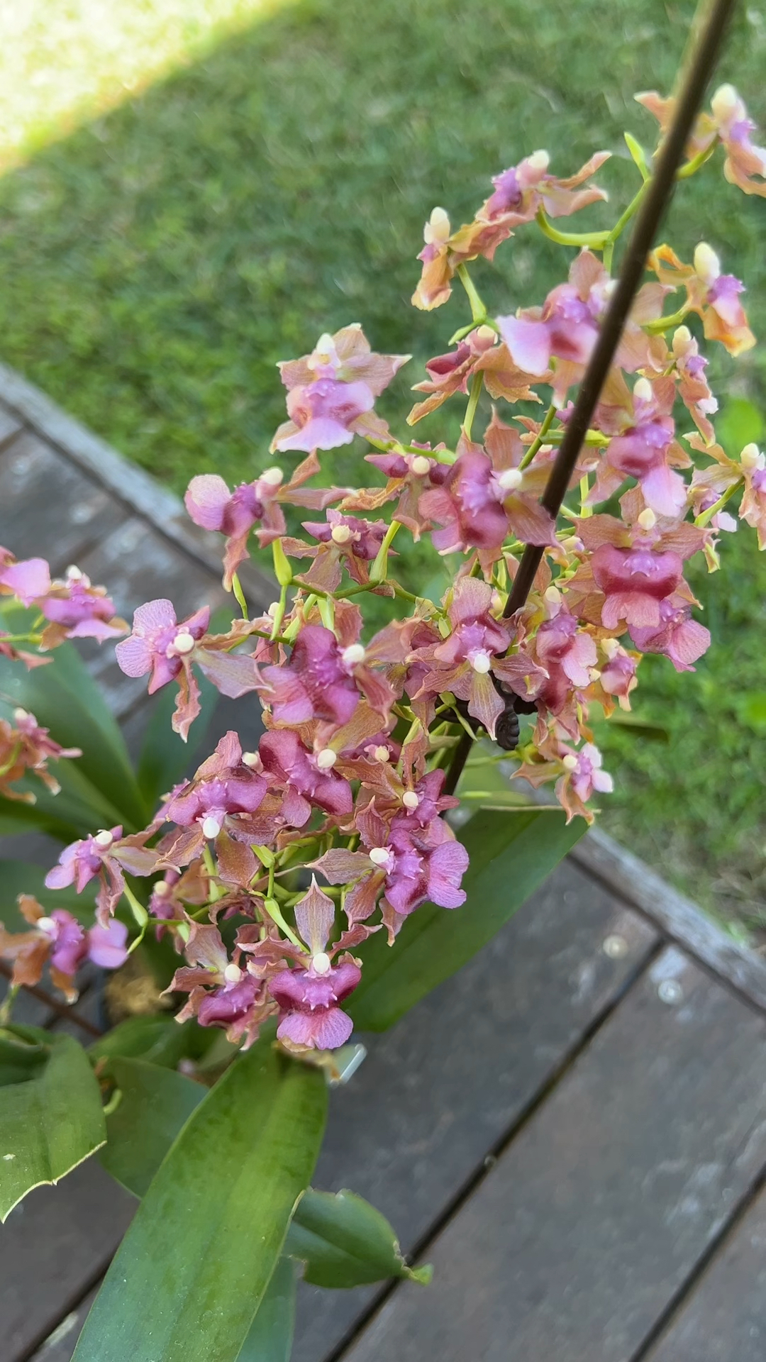 香水文心蘭,時隔一年又開花啦!