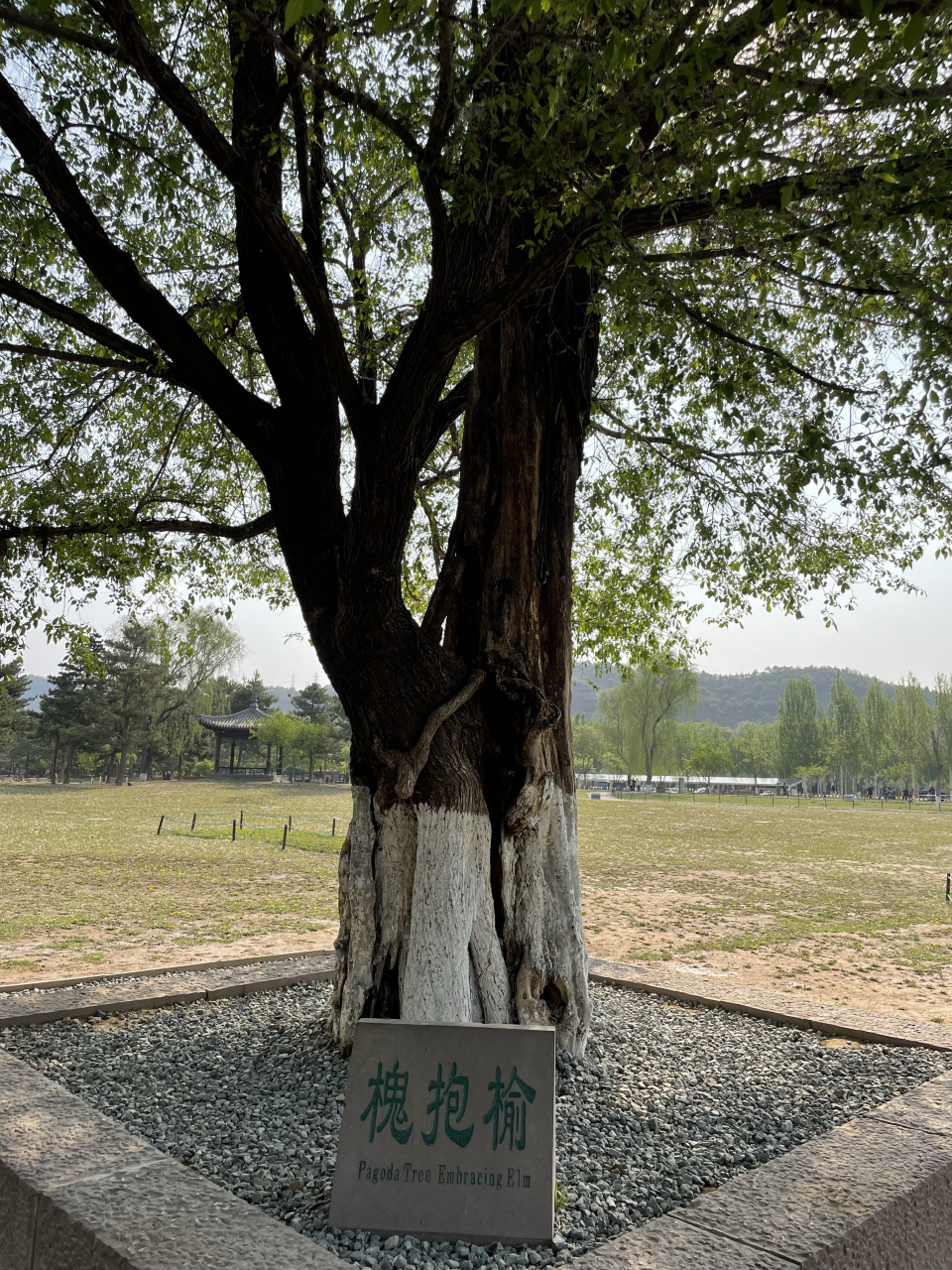 这不是一棵树,而是一棵榆树和一棵槐树.