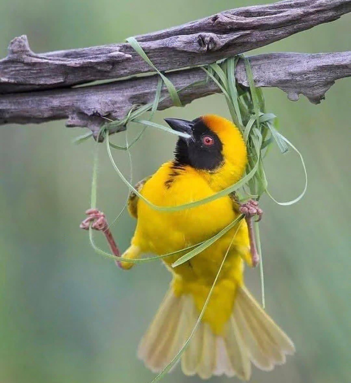 勤劳的织巢鸟,真是自然界的建筑大师.  #动物趣图