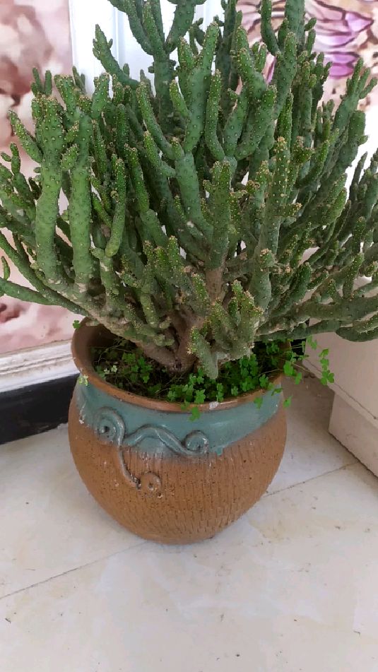 这棵姬珊瑚是我们家元老级的绿植了养了将近二十年