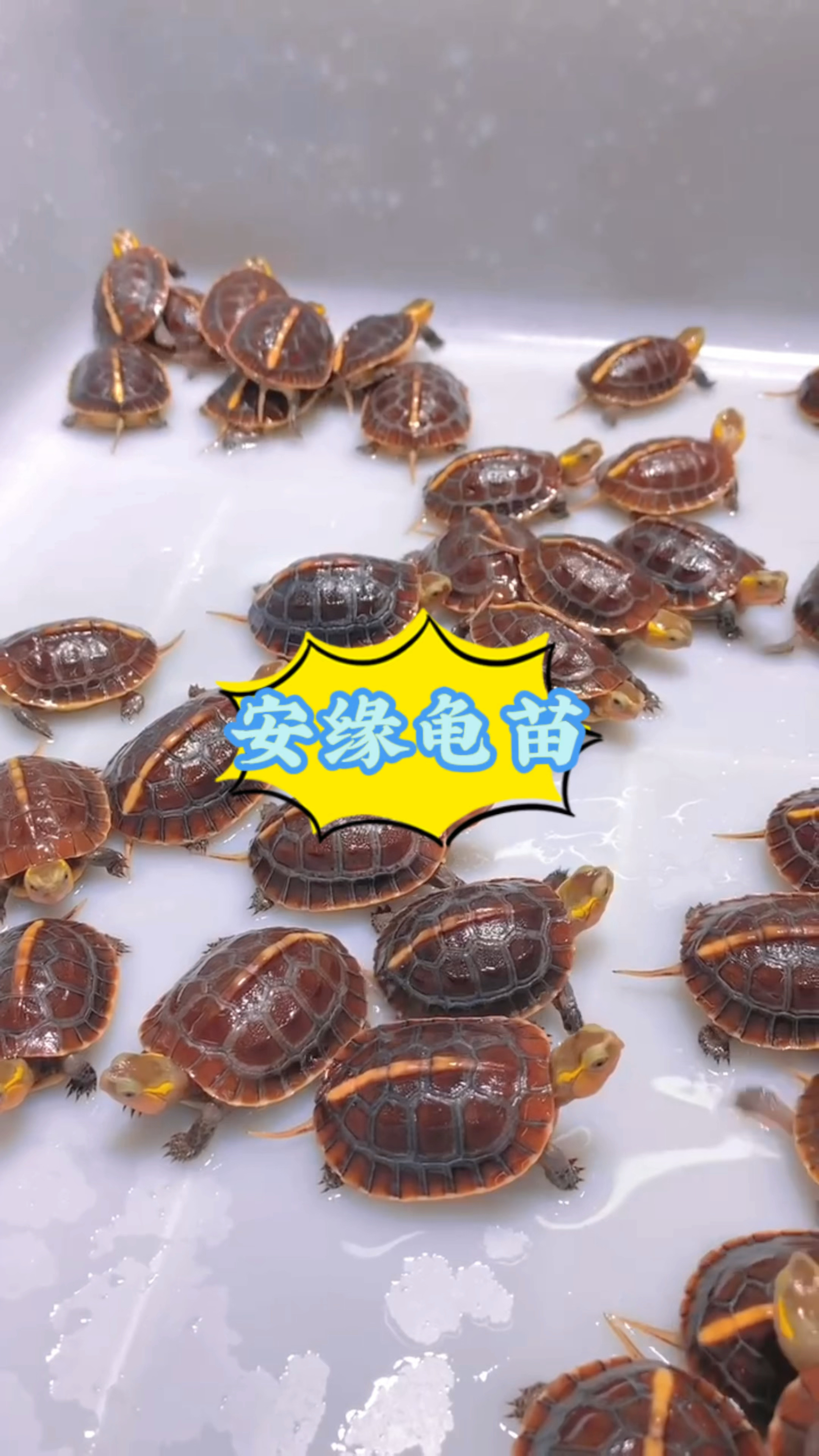 不知不觉,小安缘龟苗们出来又快半个月了