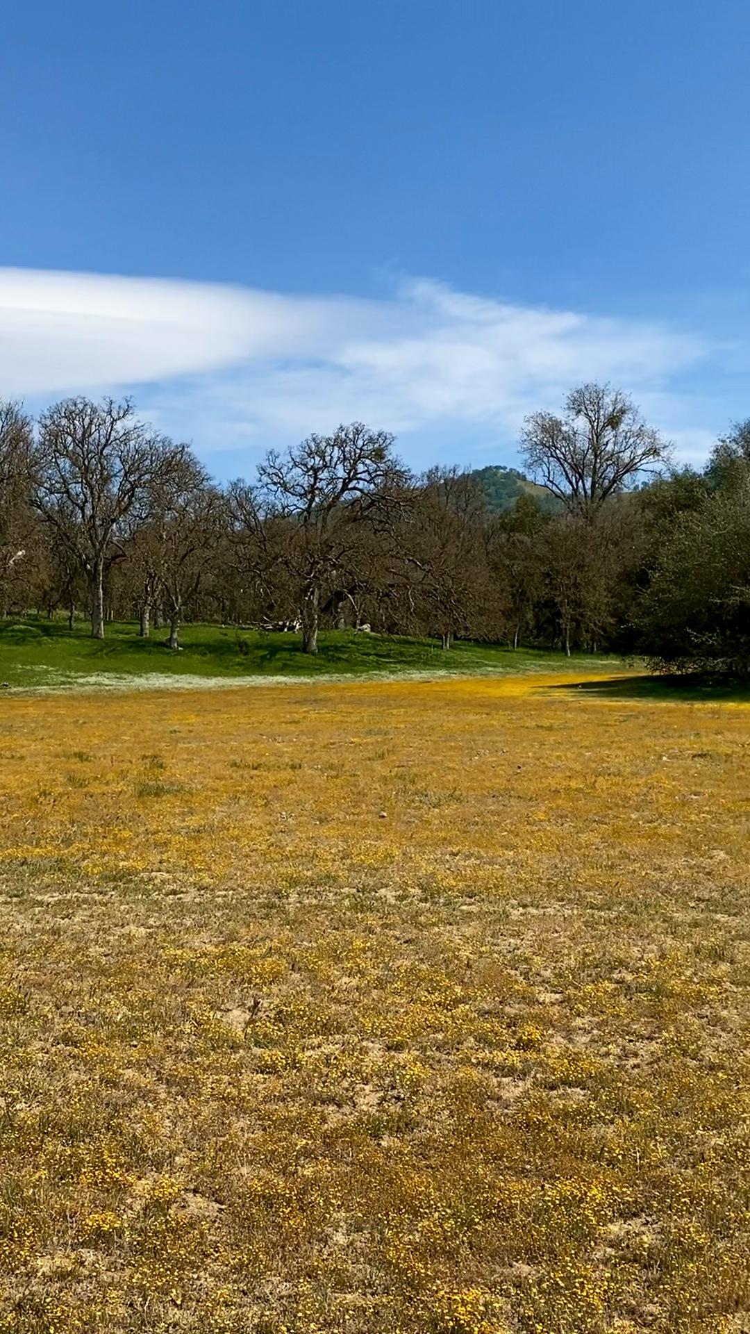 纤细的黄花,密密匝匝铺陈在山坡上,又有几抹淡淡的白花泼洒其中,绿草