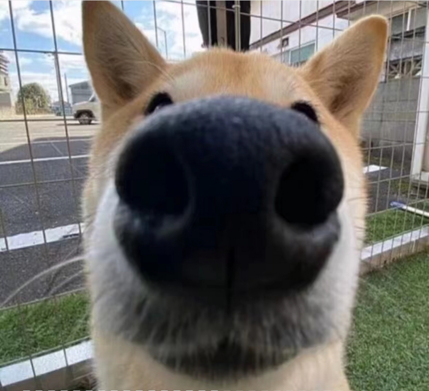 狗狗鼻子怼镜头图片