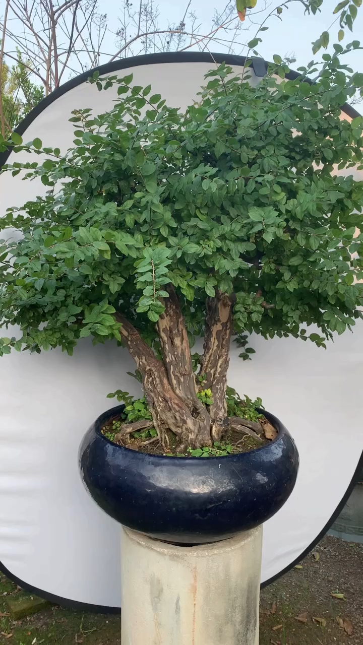 三杆老桩雀梅盆景