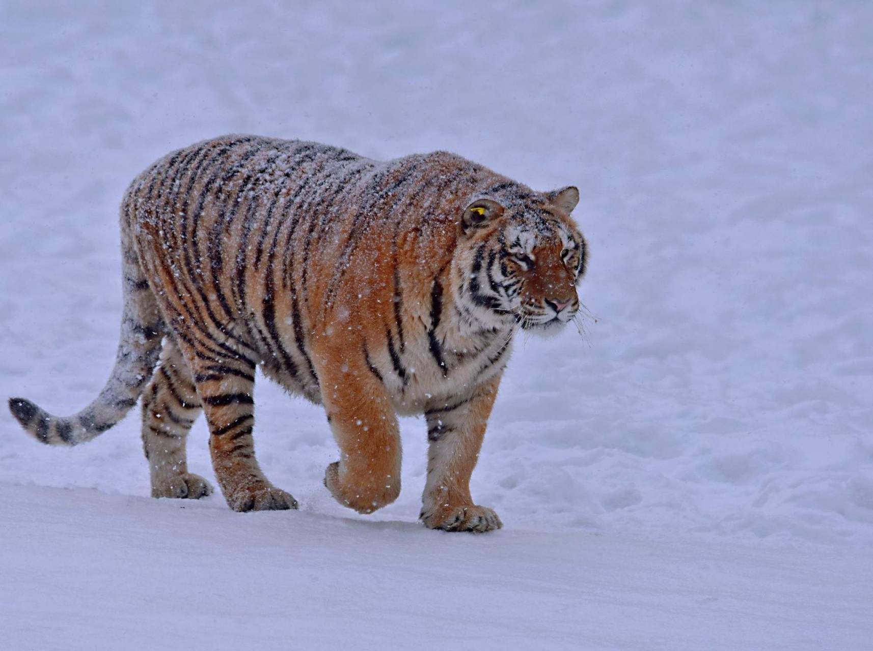 黑龙江一地惊现两只野生东北虎,猎奇与敬畏并存!