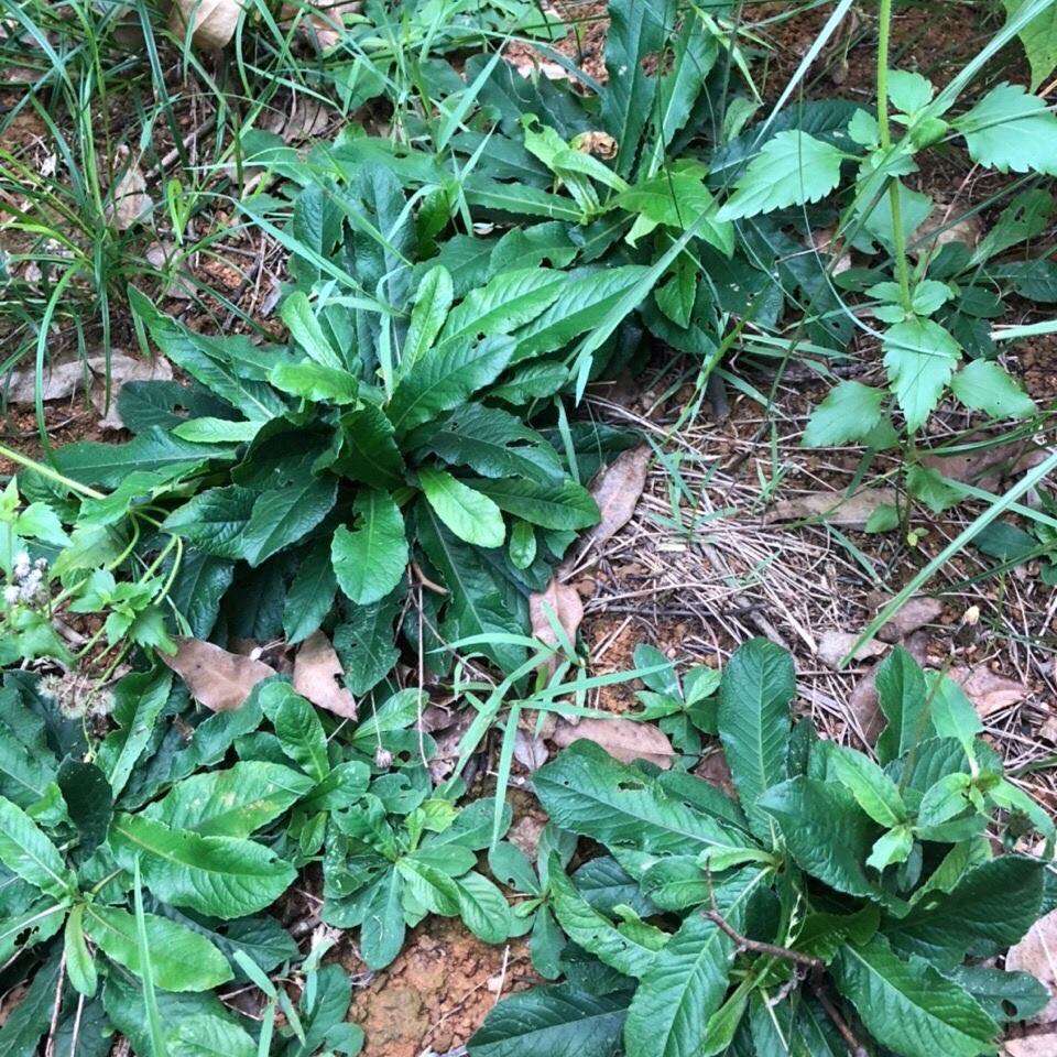 下火凉茶必备路边野草