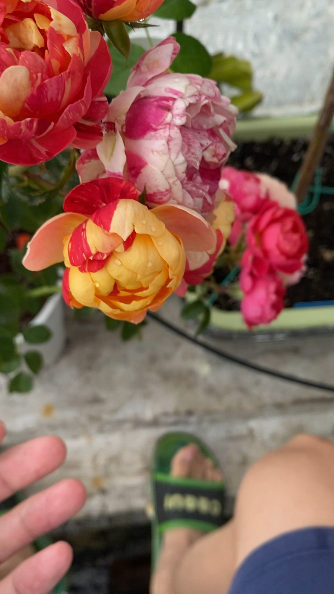 果汁飞溅月季变异很频繁各种花色都有而且多头开花丰花性好感觉比果汁