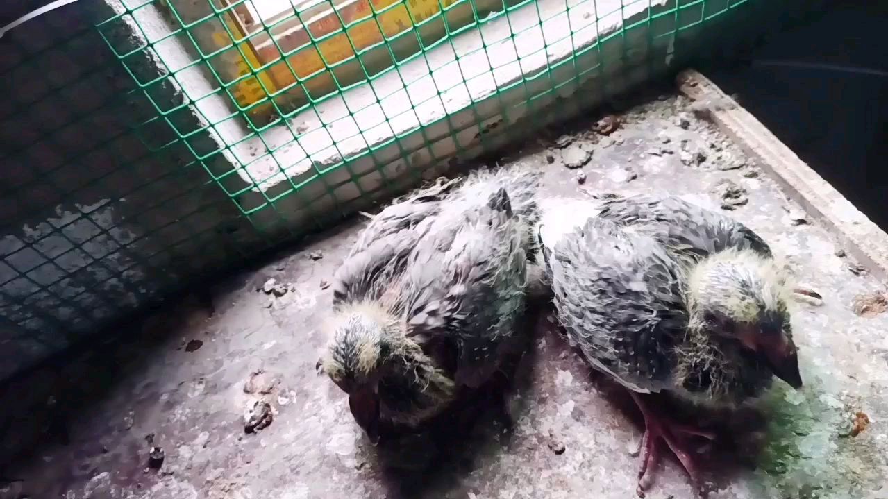 鸽舍又出两羽奇特的鸽子,养鸽数月惊喜不断