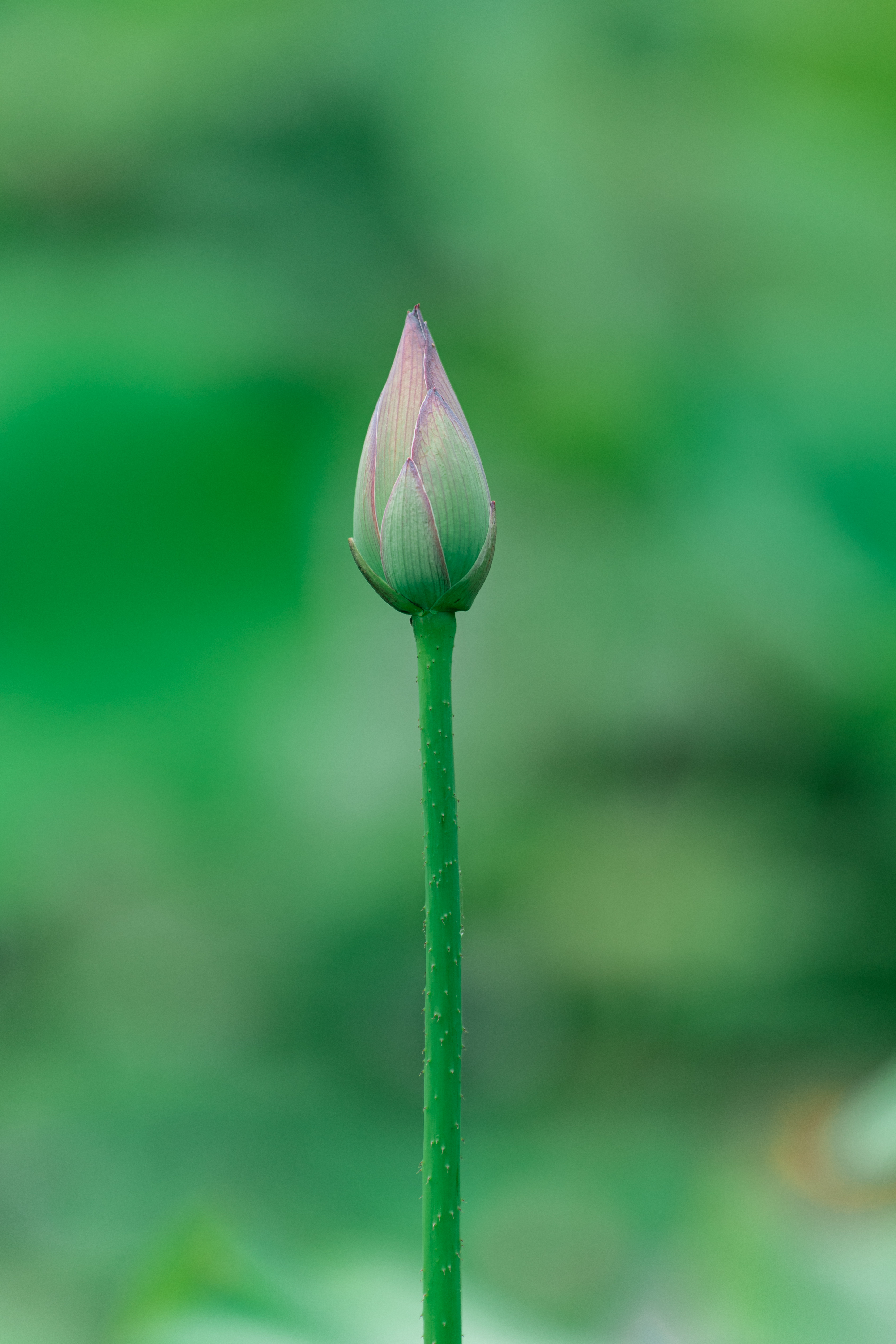 美丽莲花含苞待放图片图片