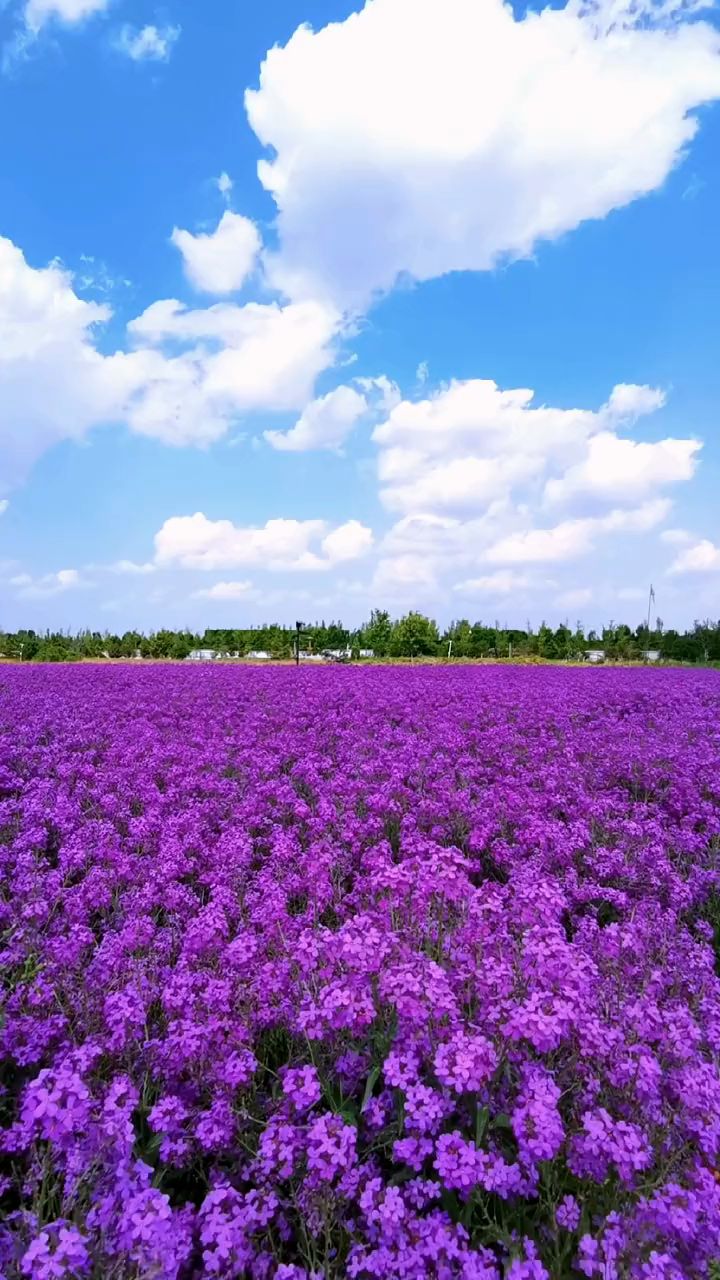 浪漫的紫色花海,令人心旷神怡!