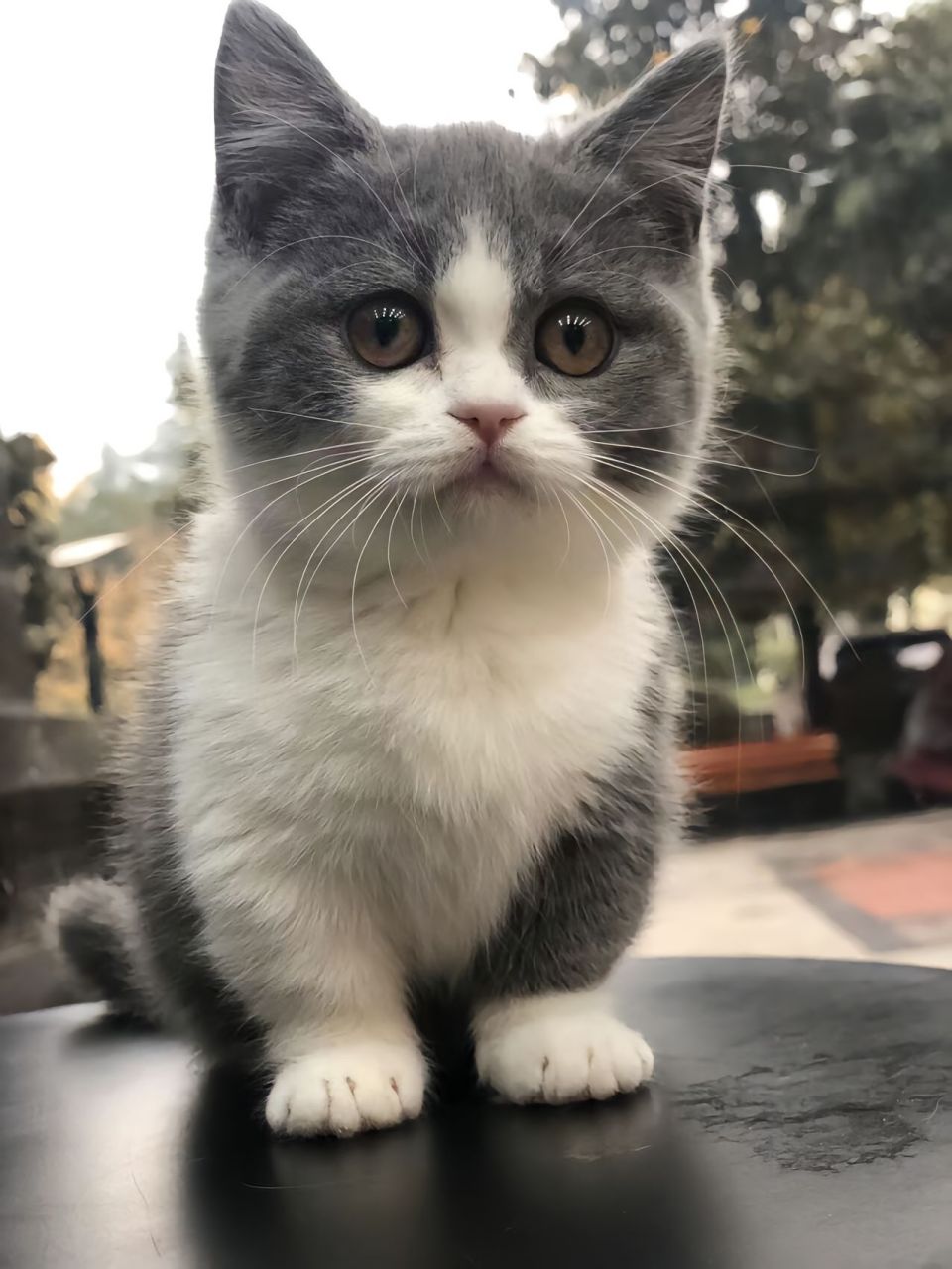 猫咪# 刚满月的蓝白幼猫,是不是小时候最可爱啊