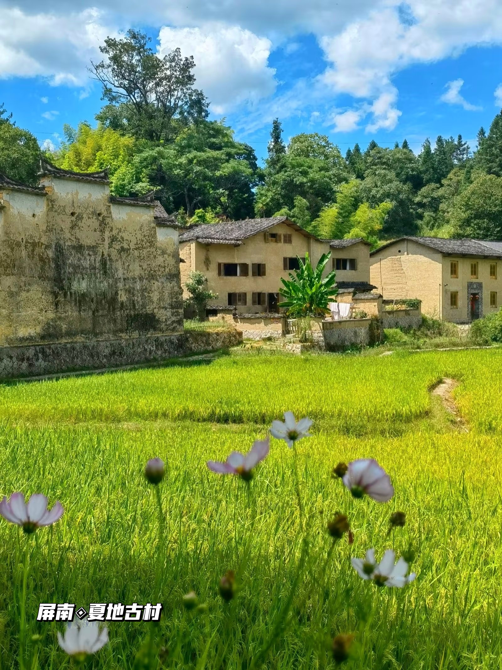 屏南‖傍山结庐隐于乡野的夏地古村