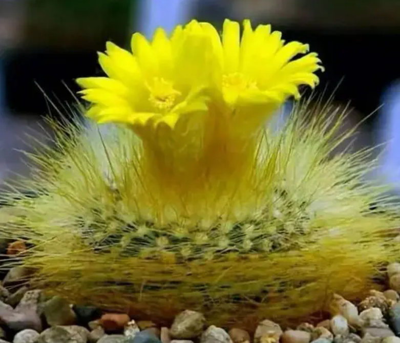 十大最贵仙人球?挑战你的钱包极限,让你大开眼界!