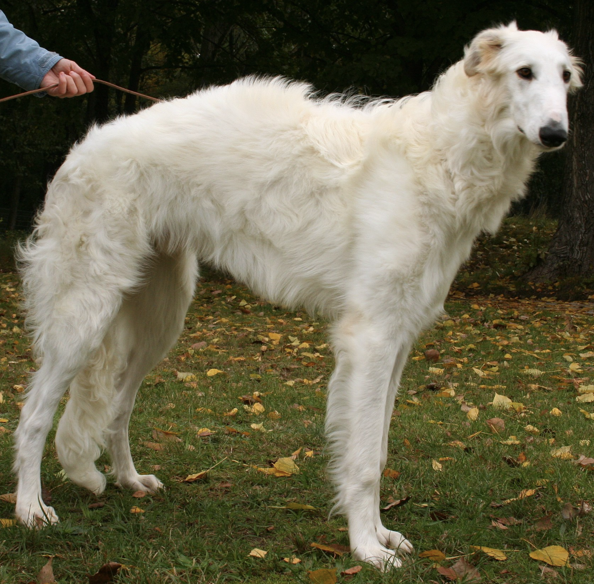 狗狗品种大全之边牧 边境梗 苏俄牧羊犬 波士顿梗 法兰德斯牧牛犬