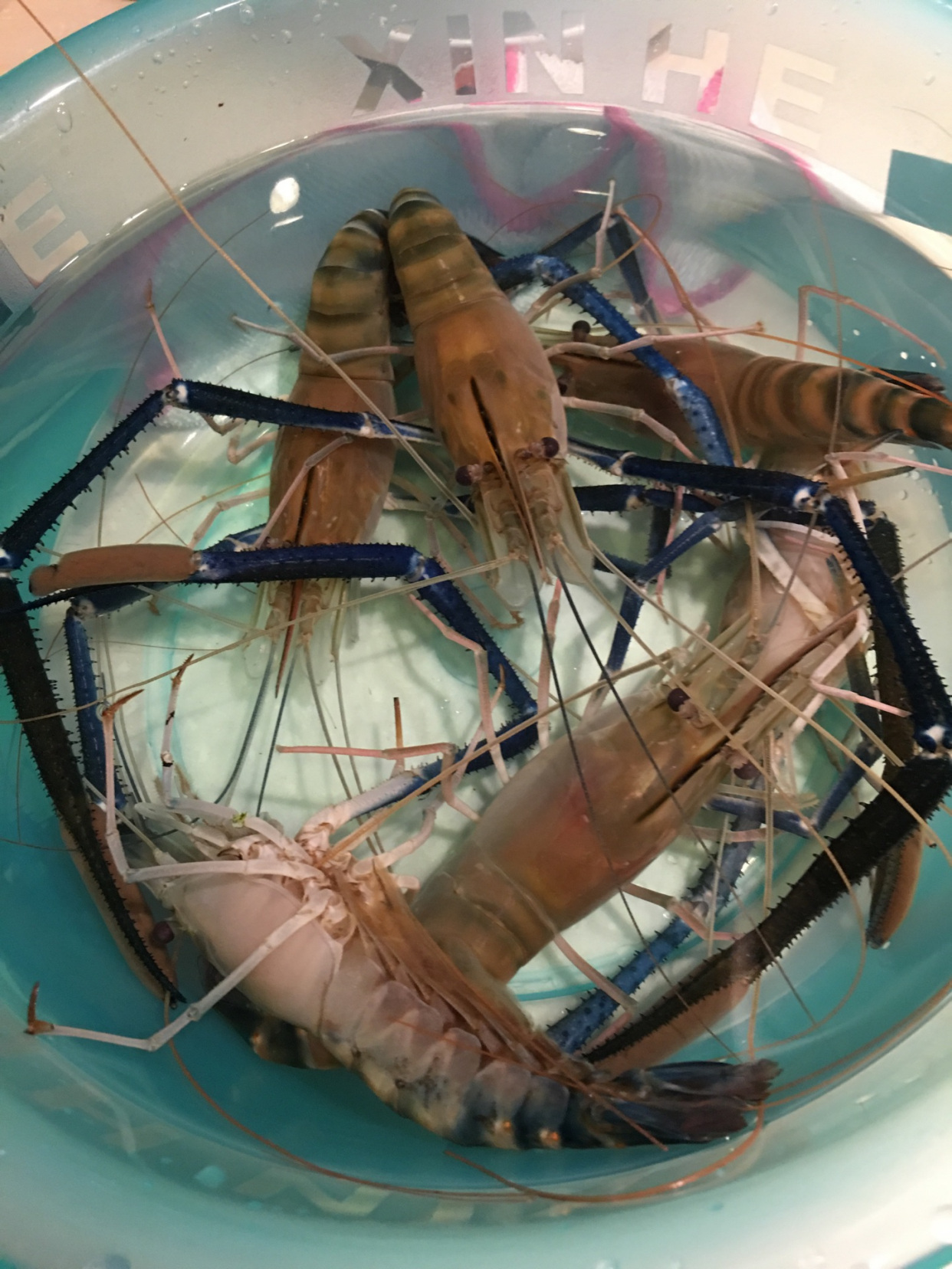 巨虾来袭?苏州钓鱼人汾湖钓起"大虾王",钓友:太大了还能吃吗