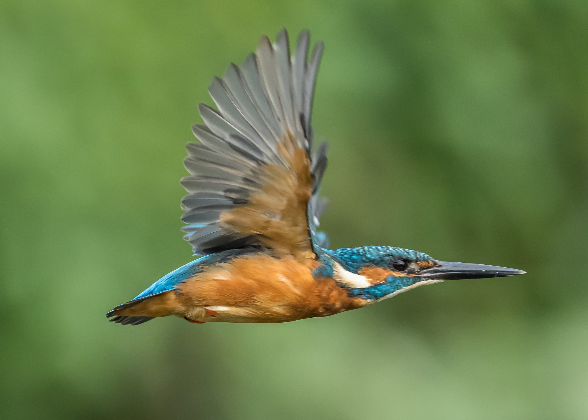 快乐中秋摄影翠鸟