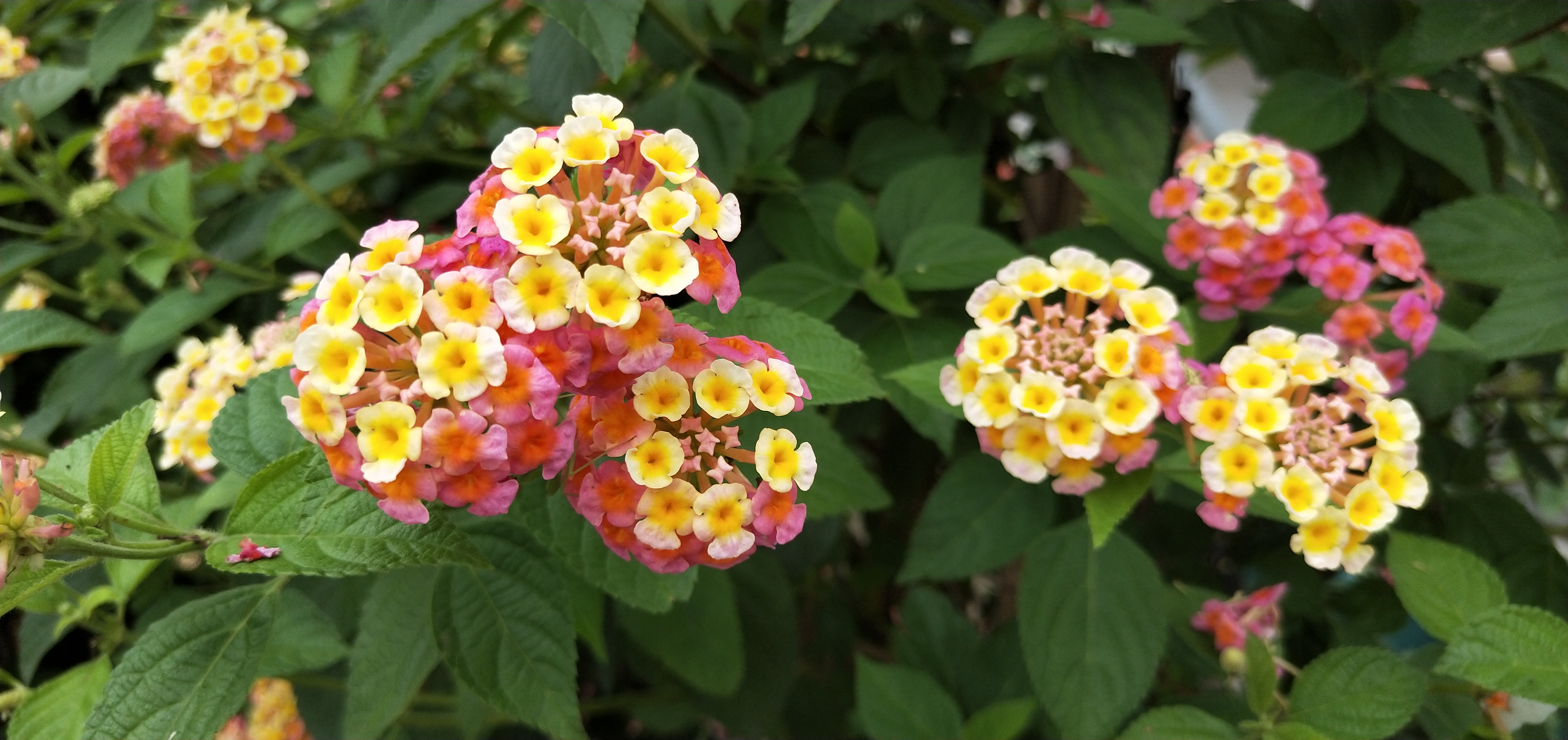 马缨丹属于外来入侵物种,被称为世界十大恶性杂草之一