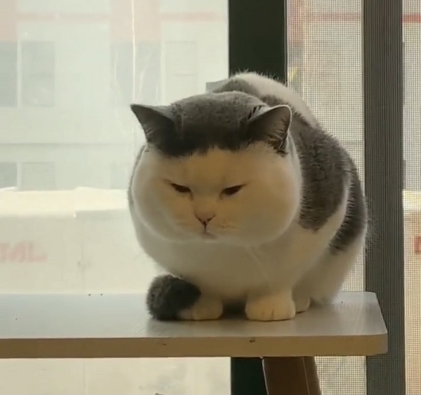 对于这猫咪来说,齐刘海是真的显脸大呀.