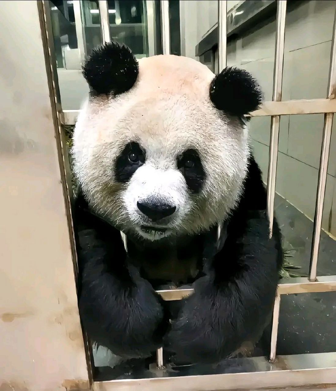 不过就这两张图片而言,我很好奇栏杆之间这么小的间距,她的大头是