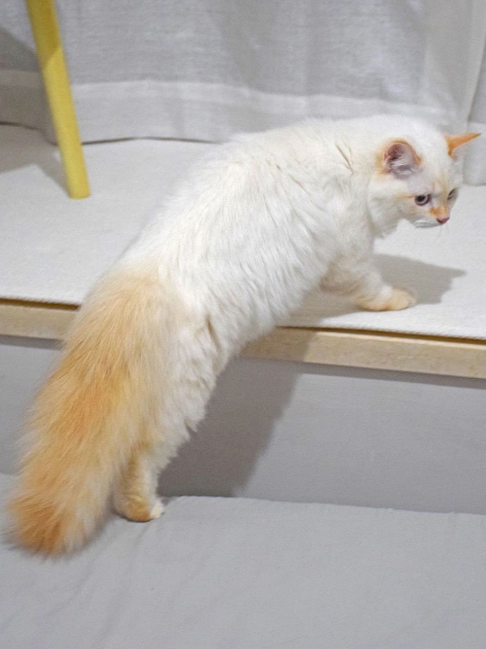 网友:家里橘猫生出来的火焰色猫咪,真的超美,每天都给我惊喜!