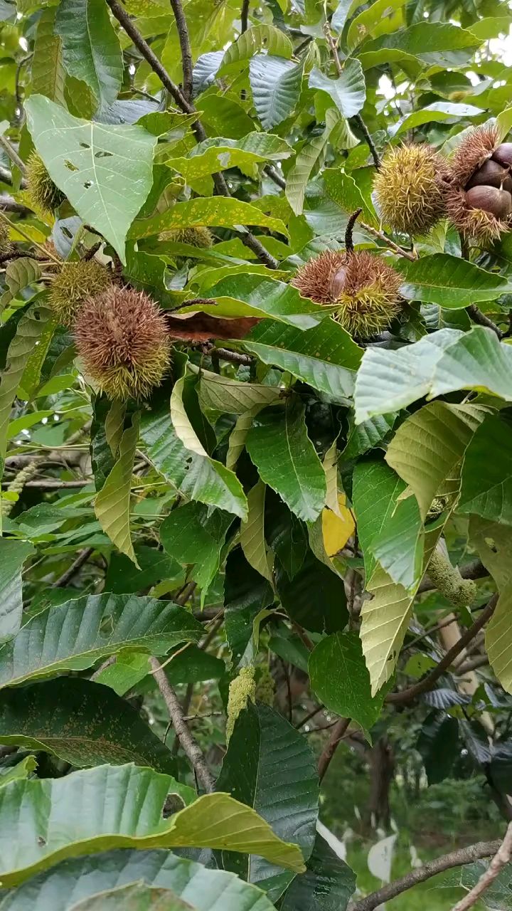 河源船塘板栗成熟,在树上都裂开了,喜欢的就行动起来