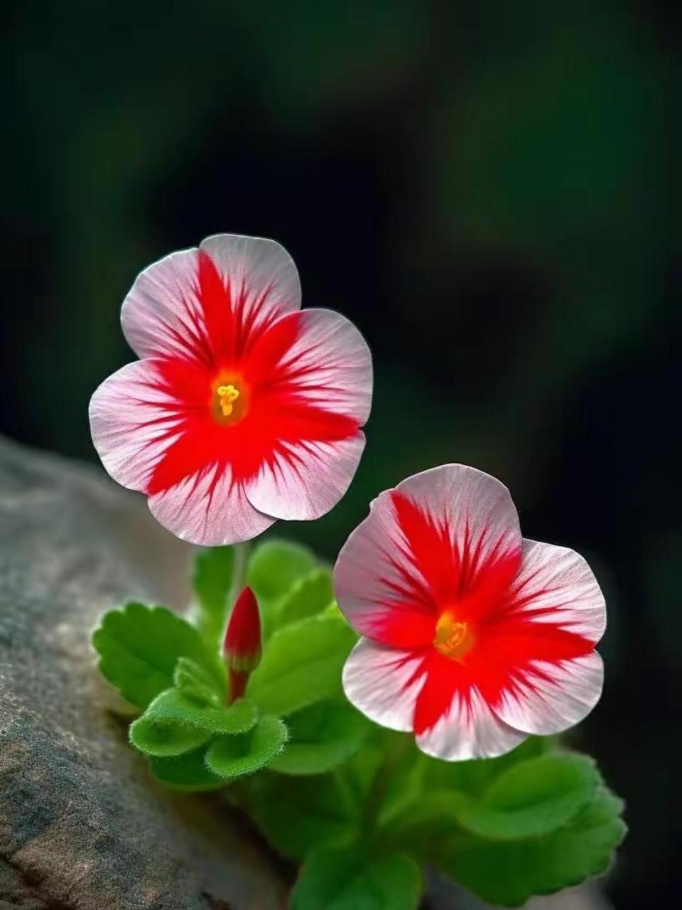 生命力顽强的,从岩石缝隙中生长出来,依然开出美丽的花儿.