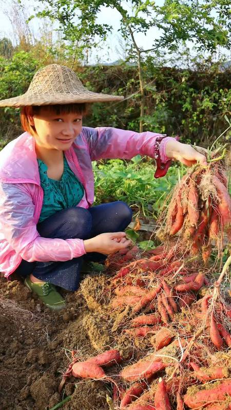 正宗臨安天目山小香薯,每天新鮮採挖,直達餐桌