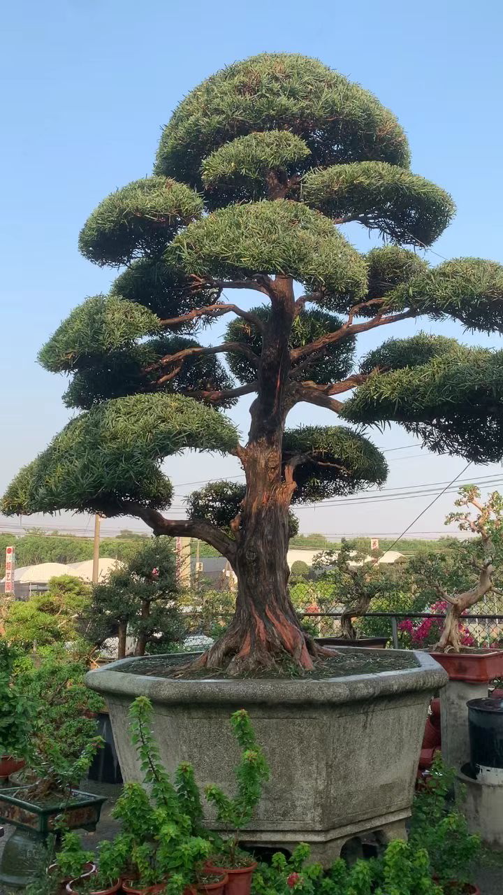 进口大罗汉松盆景作品欣赏