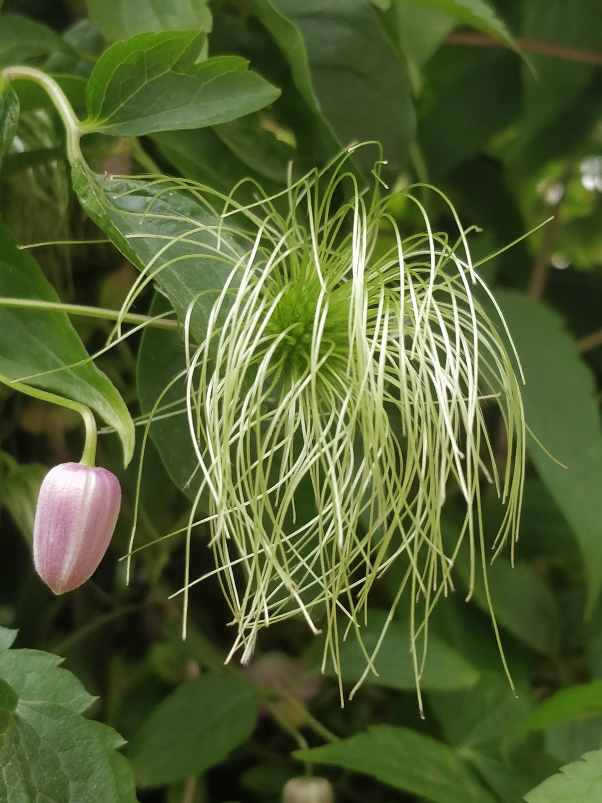 毛蕊铁线莲,花苞像彩色"吊钟",绿绢毛像"佛尘",非常好看!