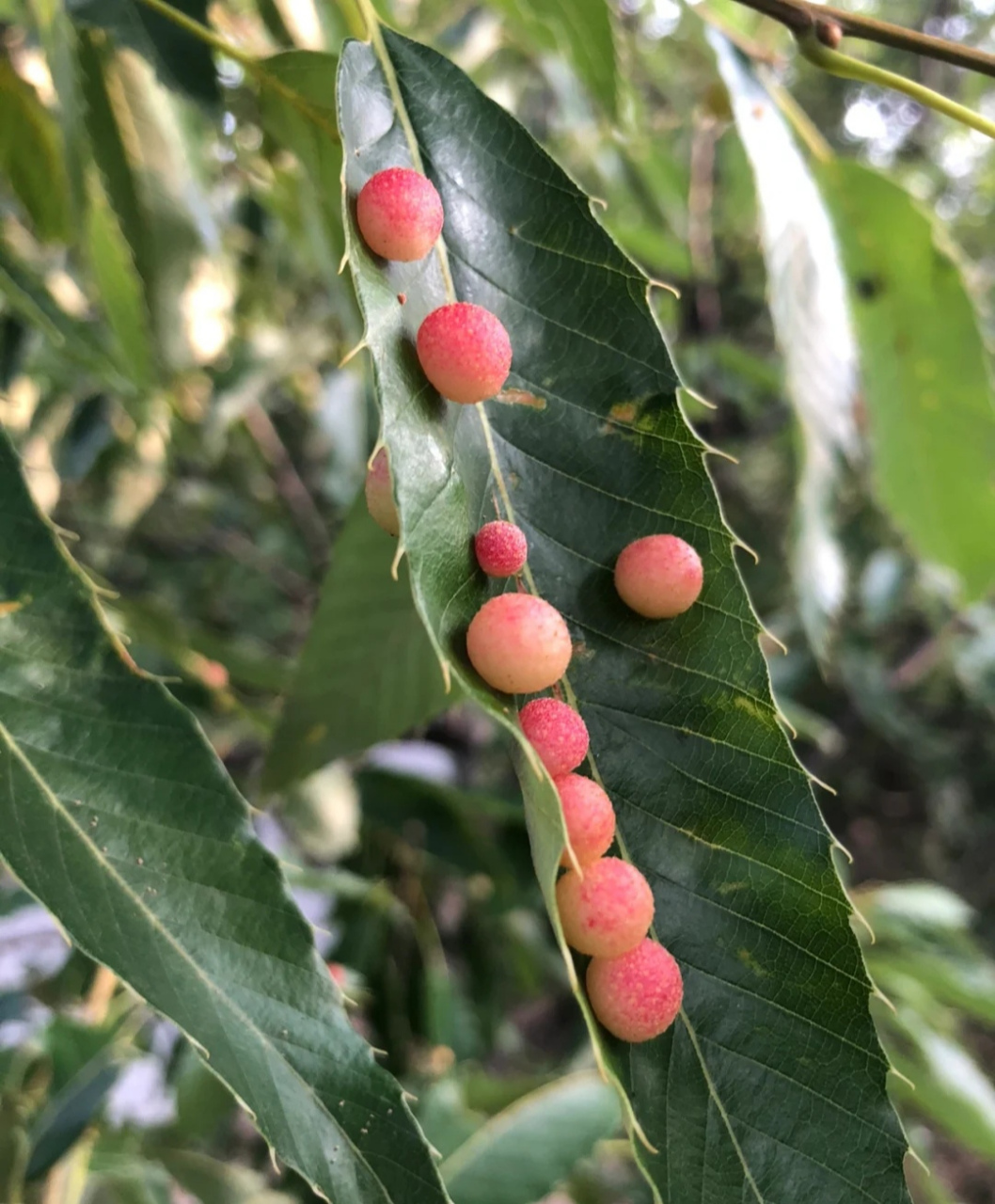 叶上珠,叶子上能开花,叶子上也能结果? 真是世界之大,无奇不有.